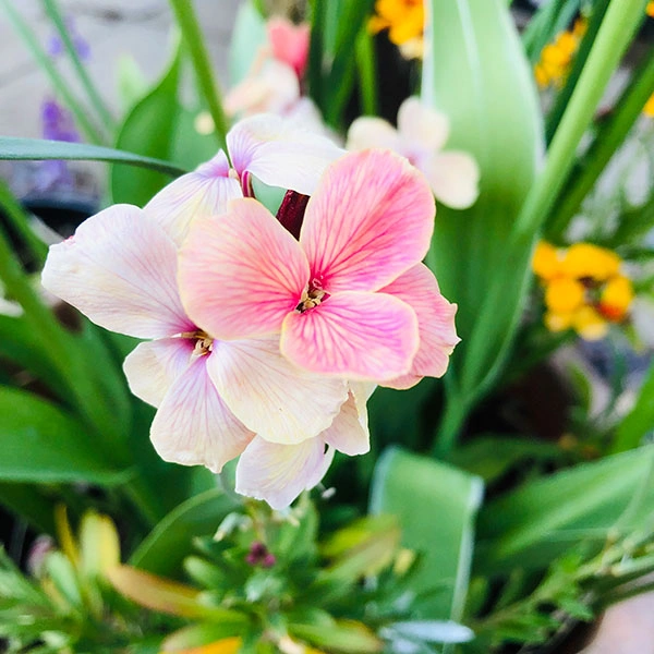 planta de exterior flor