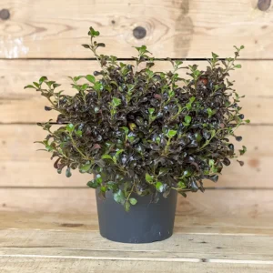 COPROSMA