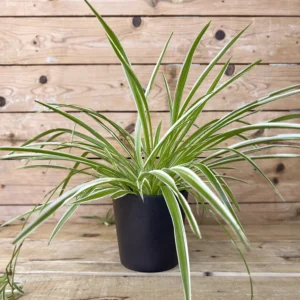 CHLOROPHYTUM COMOSUM