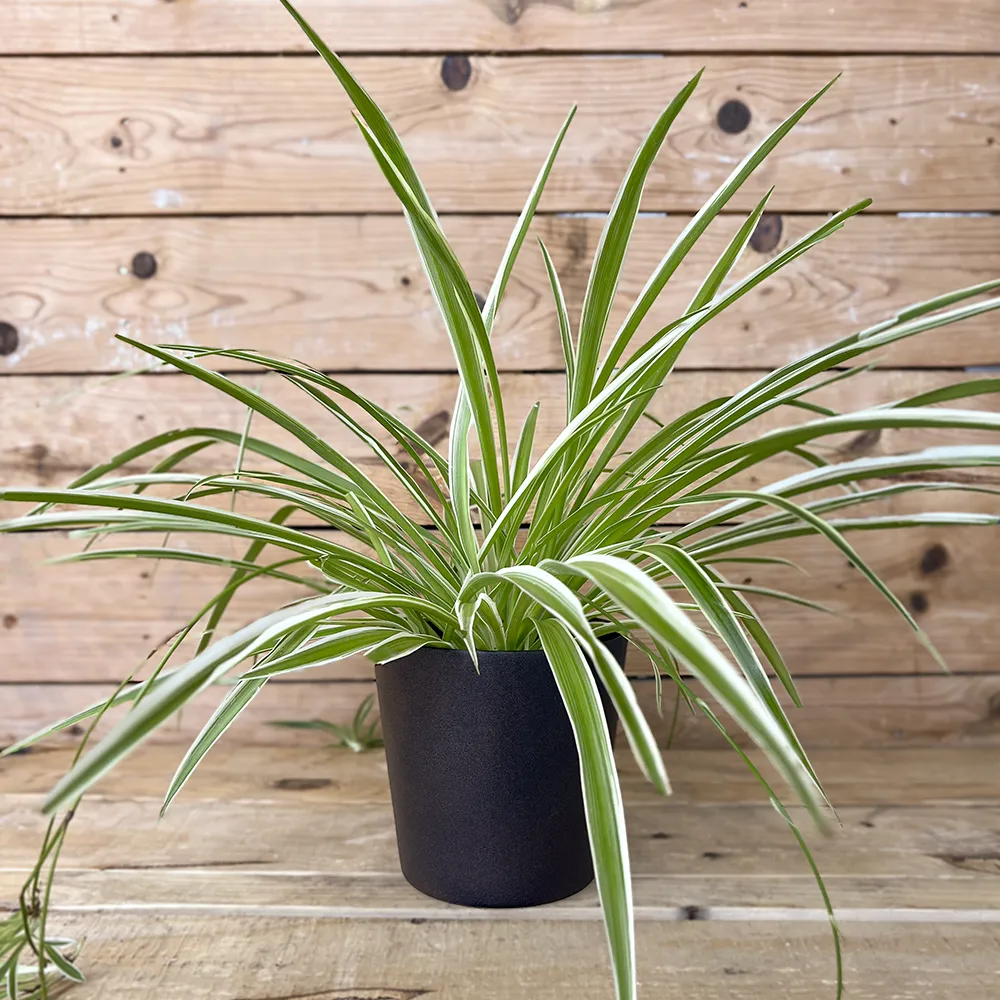 CHLOROPHYTUM COMOSUM