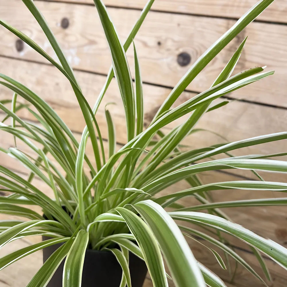 CHLOROPHYTUM COMOSUM