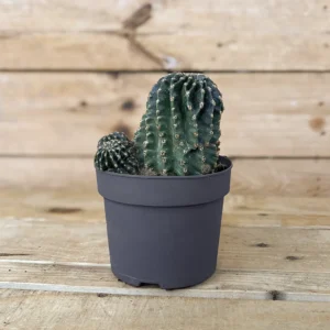 ECHINOPSIS-MULTIPLEX