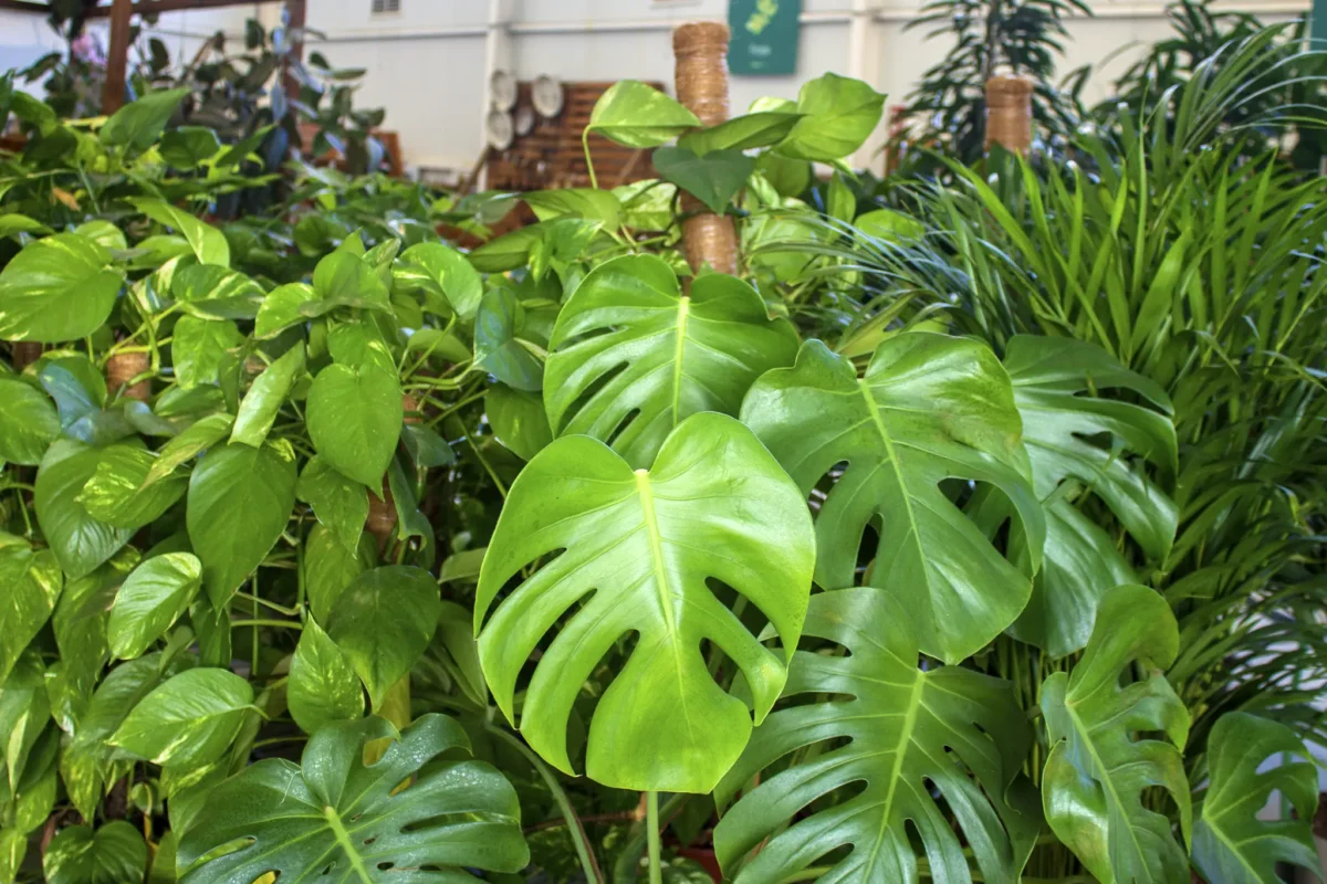 dijardin instalaciones
