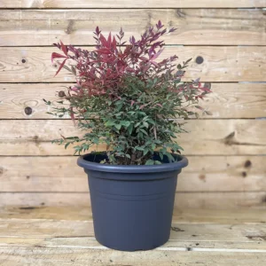 NANDINA