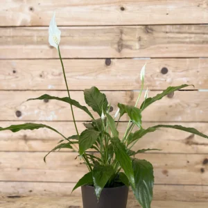 SPATHIPHYLLUM STRAUSS