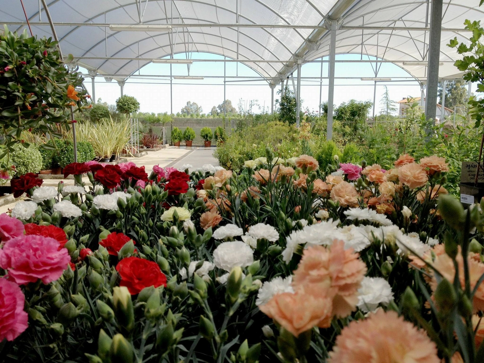 Dijardin flores en interior