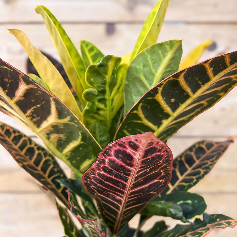 Codiaeum variegatum (Croton petra) - Imagen 2