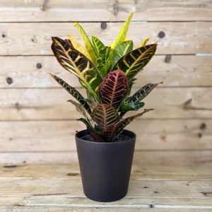Codiaeum variegatum (Croton petra)