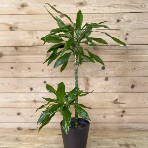 Dracaena Janet Lind