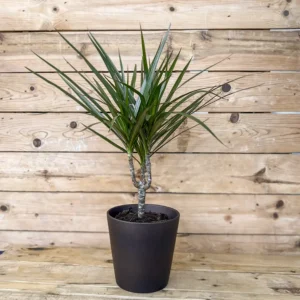 Dracaena marginata
