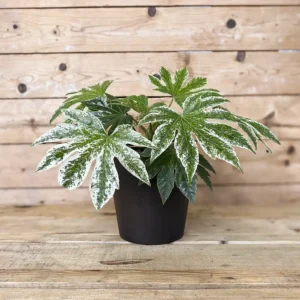 Fatsia japonica variegata (aralia)