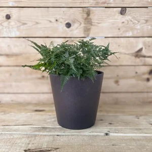 Humata tyermanni (Helecho pata)