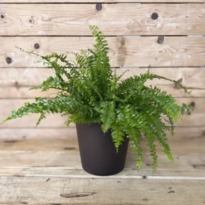 Nephrolepis exaltata (helecho)