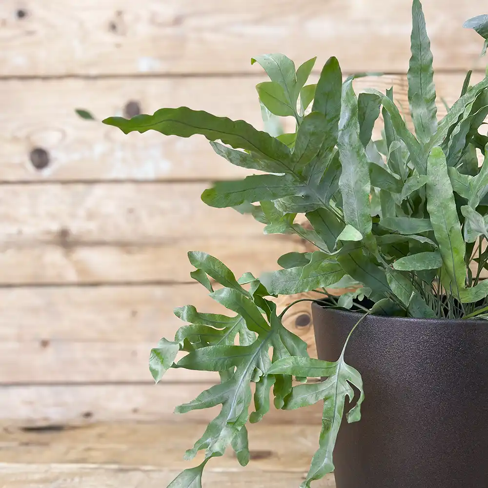 Phlebodium aureum (Helecho) - Imagen 2