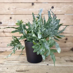 Phlebodium aureum (Helecho)
