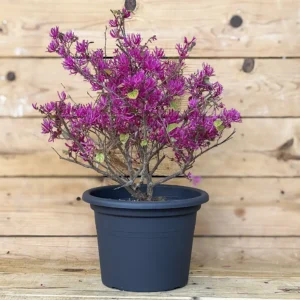 Loropetalum chinensis