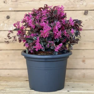 Loropetalum chinensis Black Pearl