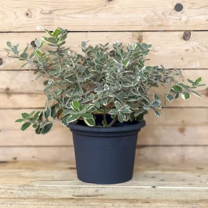 Metrosideros excelsa