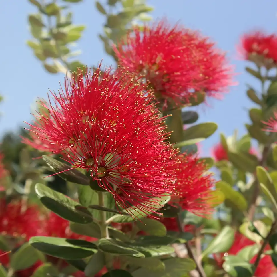 Metrosideros excelsa - Imagen 2