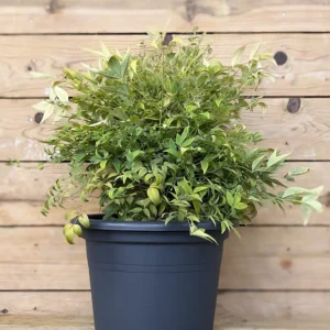 Nandina domestica "Lemon Lime" (bambú sagrado)