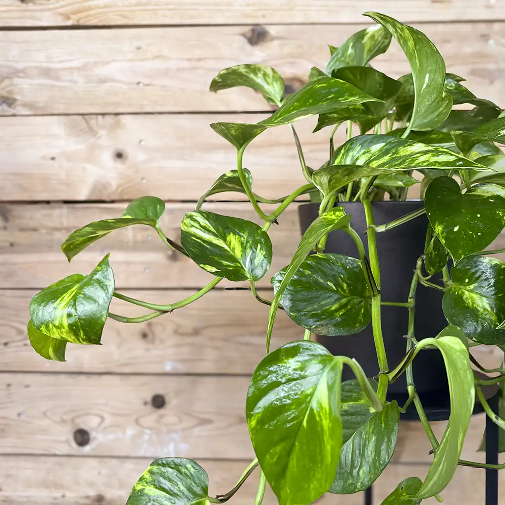 Potho colgante (Epipremnum aureum) - Imagen 2