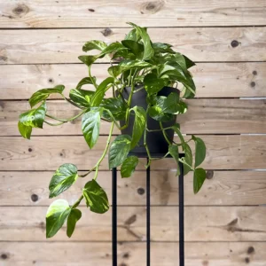 Potho colgante (Epipremnum aureum)