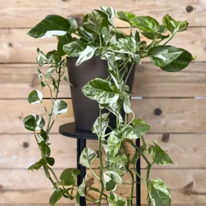Potho variegado 1,5L (Epipremnum aureum)
