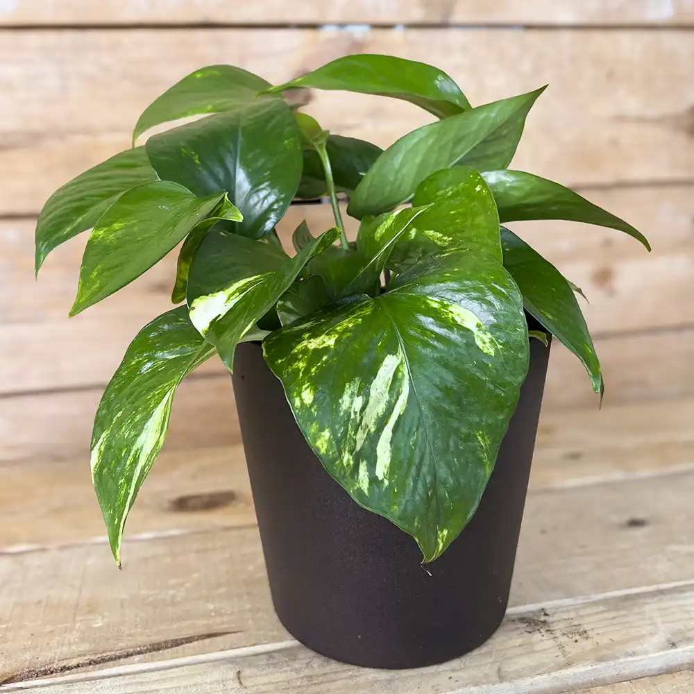 Potho 0,5L (Epipremnum aureum) - Imagen 2