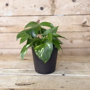 Potho 0,5L (Epipremnum aureum)
