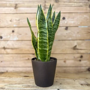 Sansevieria trisfasciata
