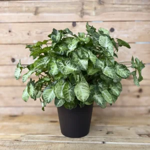 Syngonium podophyllum (Singonio)