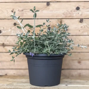 Teucrium fruticans