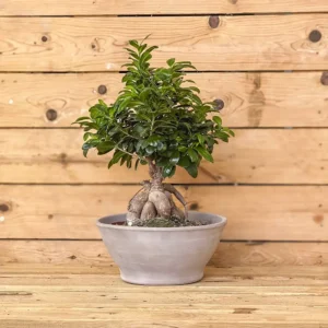 Bonsái Ficus ginseng 4L