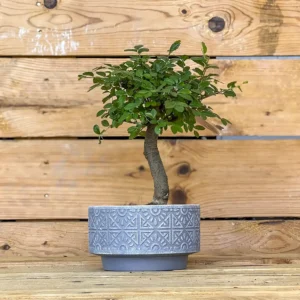 Bonsai Zelkova