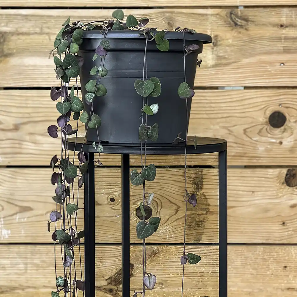 Ceropegia woodii - Imagen 4