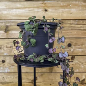 Ceropegia woodii