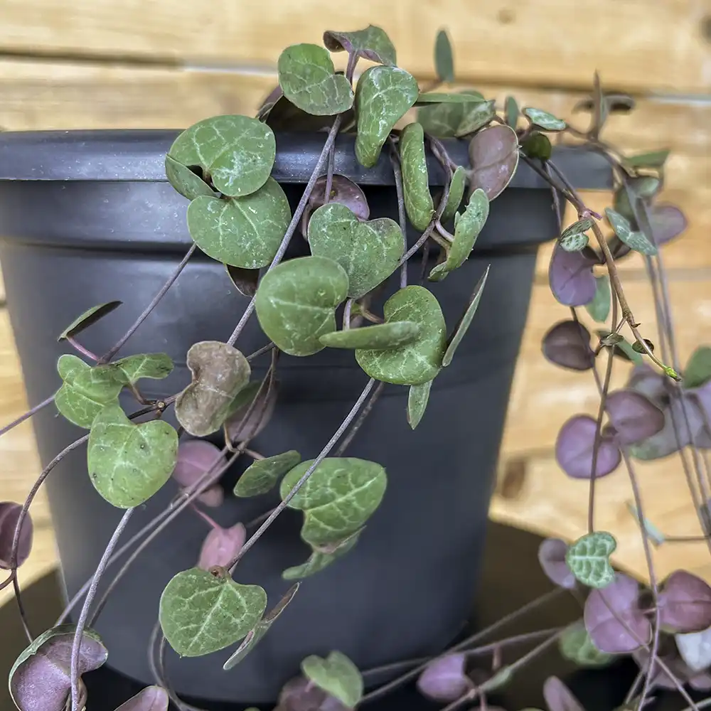 Ceropegia woodii - Imagen 3