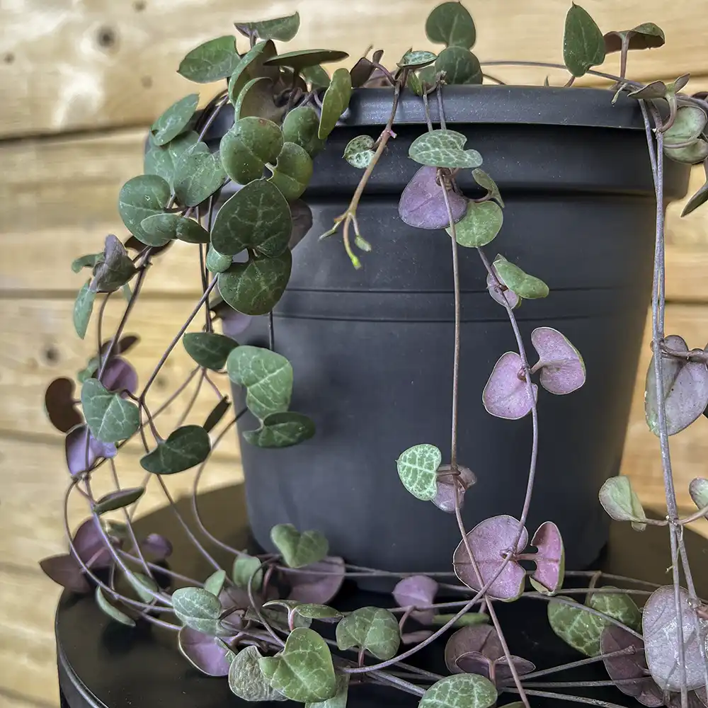 Ceropegia woodii - Imagen 2