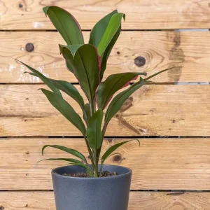 Cordyline fruticosa 2L (Dracena)