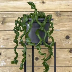 Epiphyllum monstrosa