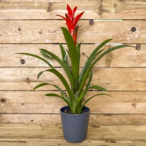 Guzmania mezcla XL