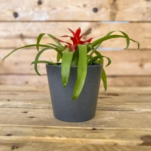 Guzmania Mini