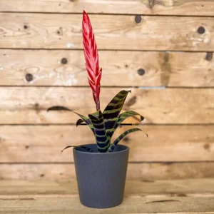 Vriesea Era