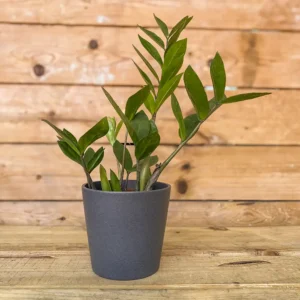 Zamioculcas Zamiifolia o ZZ Plant, planta de interior para principiantes, planta resistente y purificadora de aire. Tallos verdes alargados con hojas.