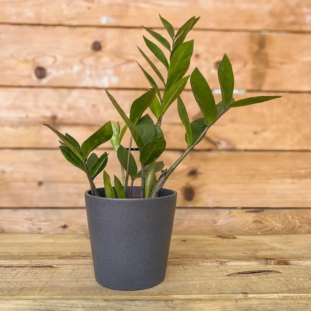 Zamioculcas Zamiifolia o ZZ Plant, planta de interior para principiantes, planta resistente y purificadora de aire. Tallos verdes alargados con hojas.
