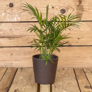 Chamaedorea elegans mini planta interior elegante y resistente ideal para poca luz y decoración natural