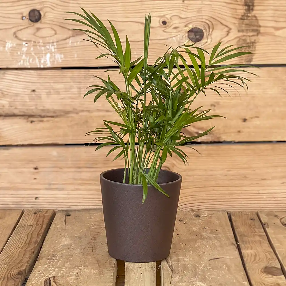 Chamaedorea elegans mini planta interior elegante y resistente ideal para poca luz y decoración natural
