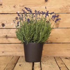 Lavanda (Lavandula Angustifolia)