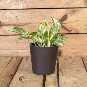 Pothos Marble Queen, planta colgante de interior fácil de cuidar con hojas variegadas verde y blanco