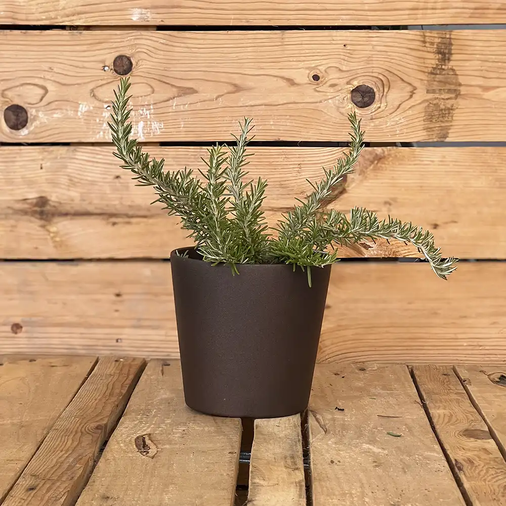 El romero rastrero es una planta aromática mediterránea de crecimiento horizontal, ideal para cubrir muros, rocallas, jardineras o zonas secas del jardín. Su porte colgante y su intensa fragancia lo convierten en una opción muy decorativa y funcional, además de atraer polinizadores.